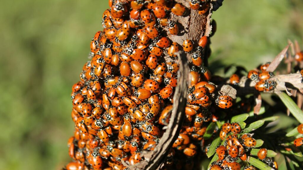 Cluster of ladybugs gathered on a tree branch