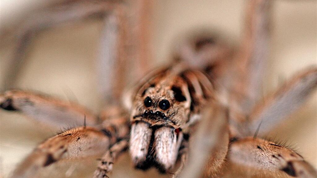 Close-up of a wolf spider showcasing its large fangs and multiple eyes.