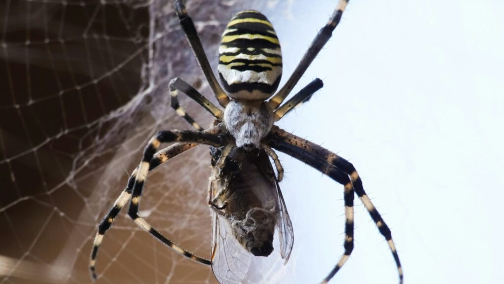 Yellow and black spider with prey on web.