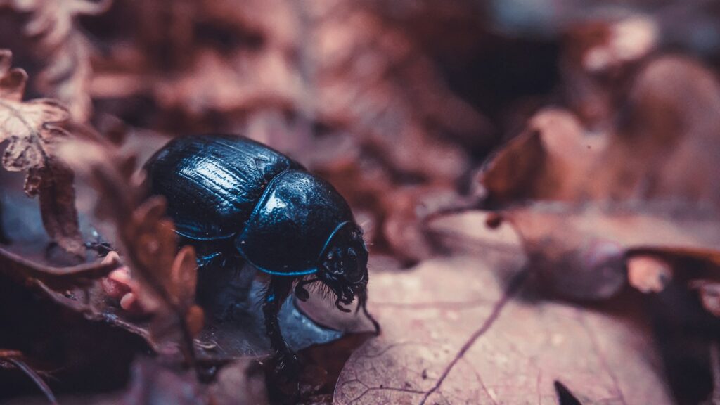 Shiny beetle on damp forest leaves
