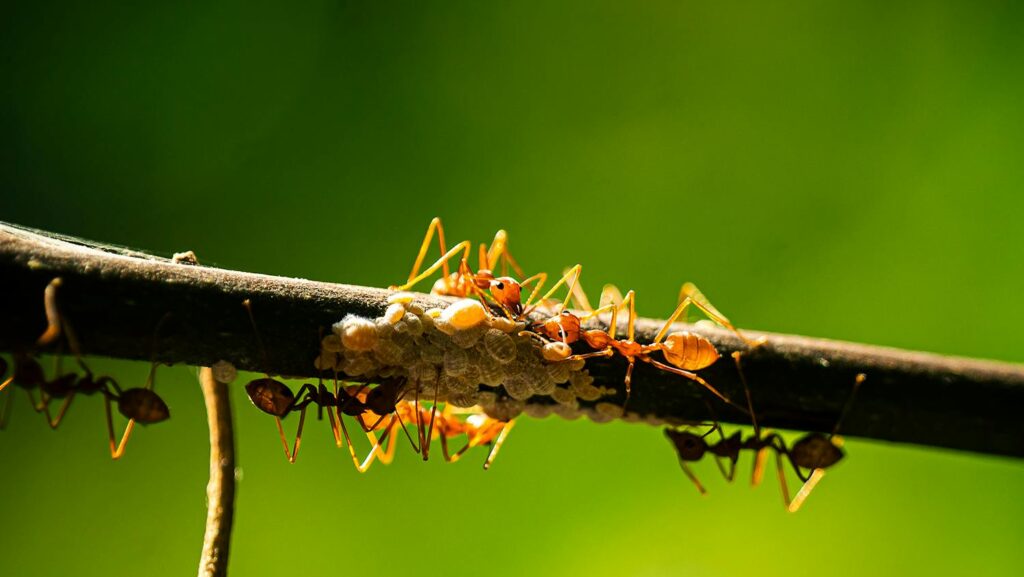 Red Ants on Branch with Eggs