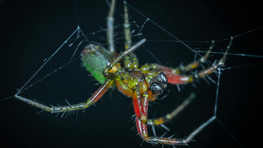 Close-up of a colorful orb-weaver spider hanging in its web against a dark background.