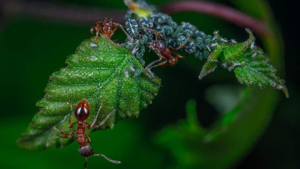 Ants and Aphids on Leaf