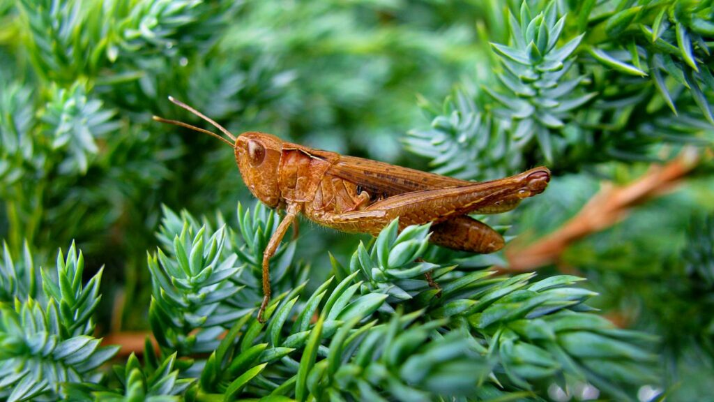Brown grasshopper resting on vibrant green foliage.