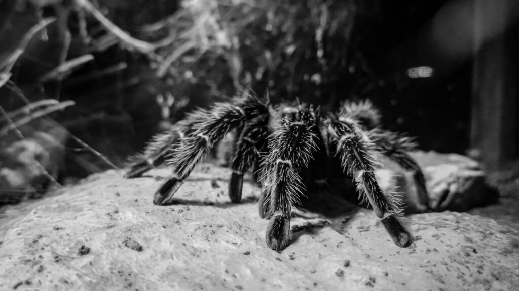 Tarantula crawling over rocks in black and white.