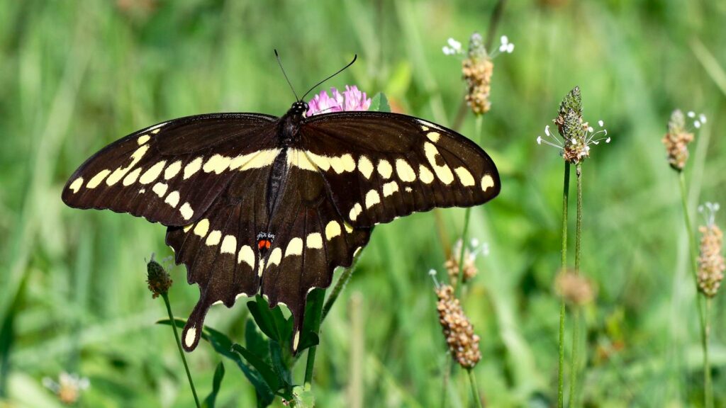 Giant Swallowtail butterfly with striking black wings and yellow spots perched on a pink wildflower.