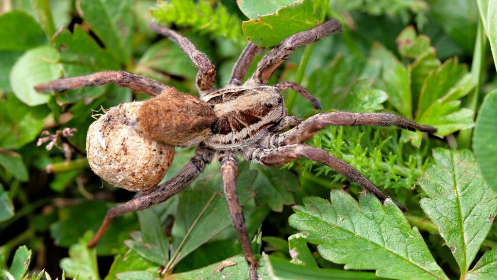 Wolf Spider with Egg Sac on Greenery