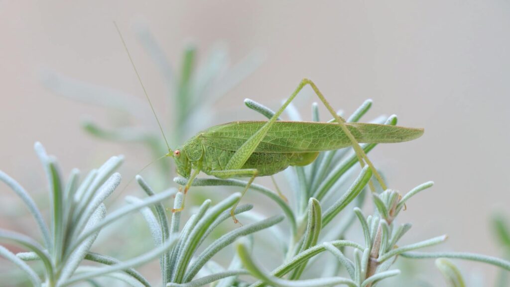Green Katydid on Frosted Leaves