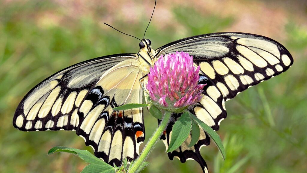Swallowtail Butterfly on Clover