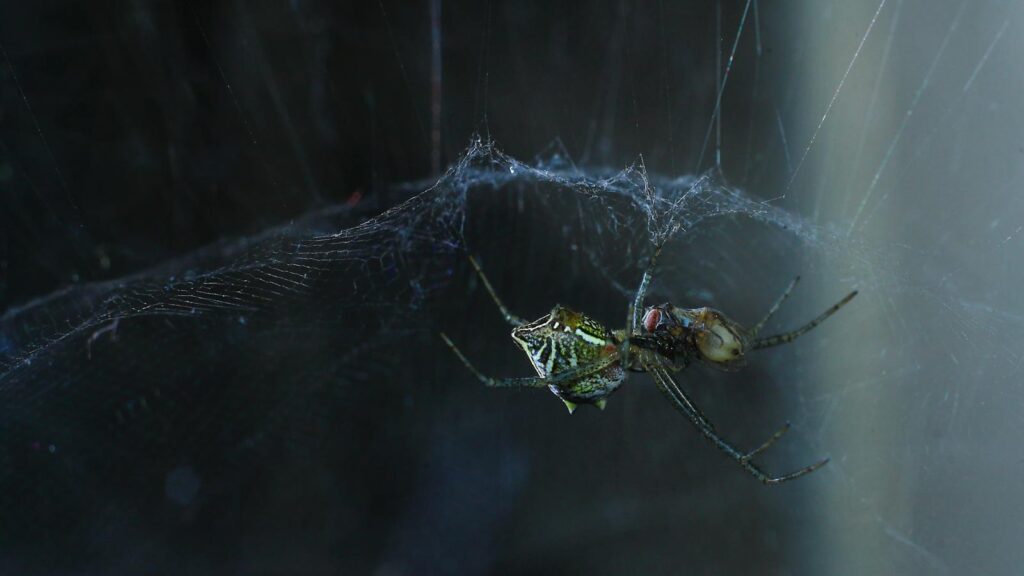 Green Spider Against Dark Webbing