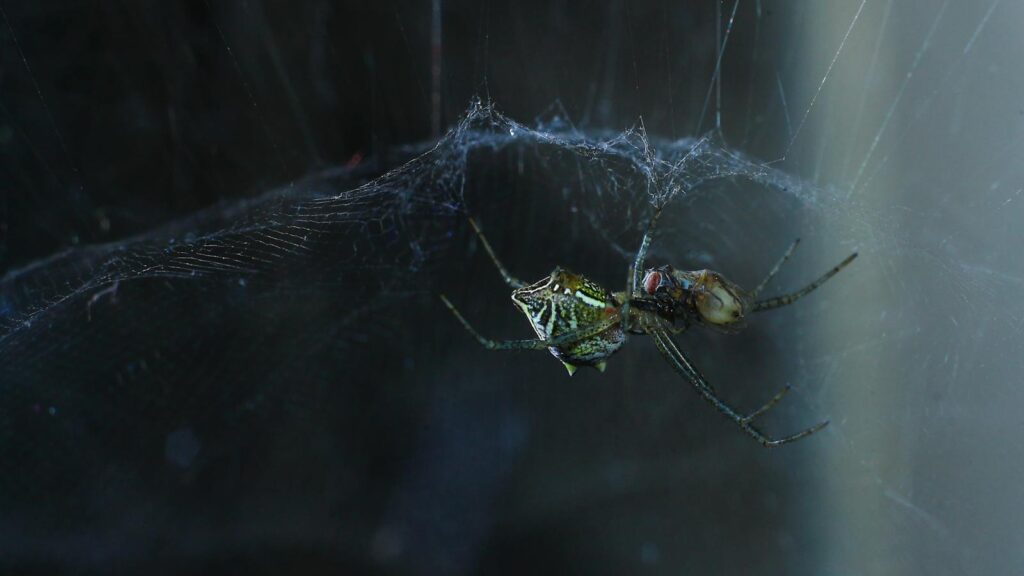 Colorful spider with patterned body hanging in a dark web