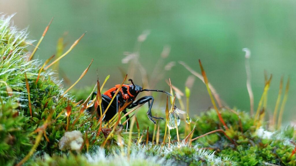 Red and black beetle on moss with dewdrops