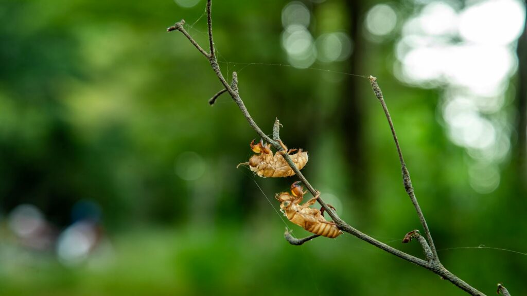Cicada Shells on Twig