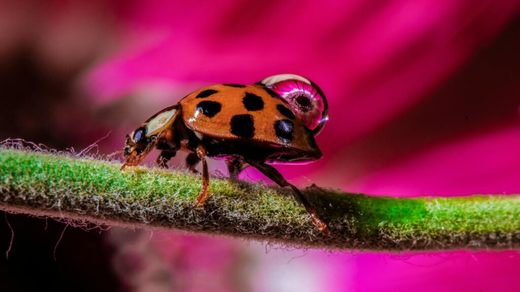 Ladybug with water droplet on back on a green stem