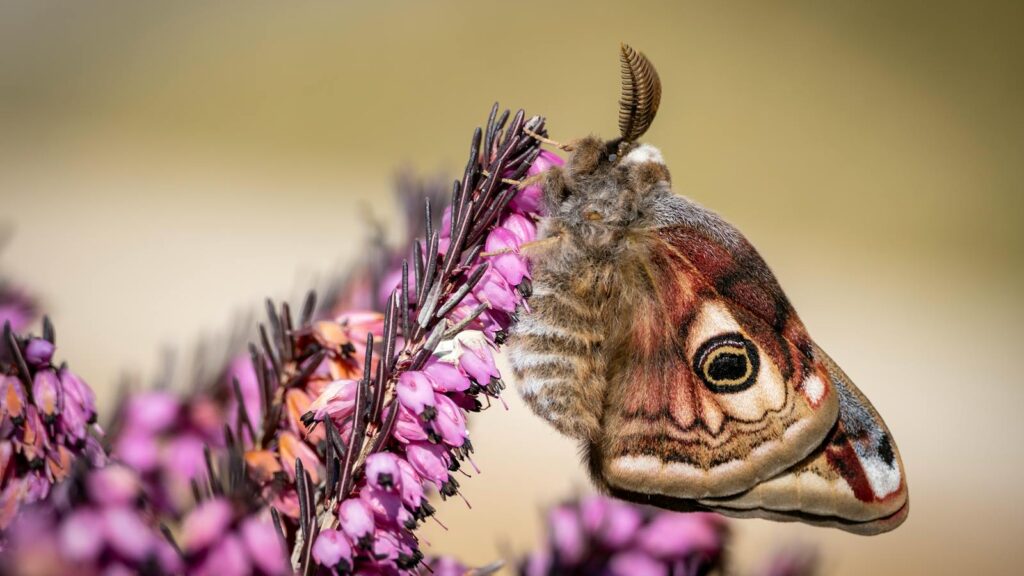 Close-up of a moth resting on blooming heather flowers in spring.