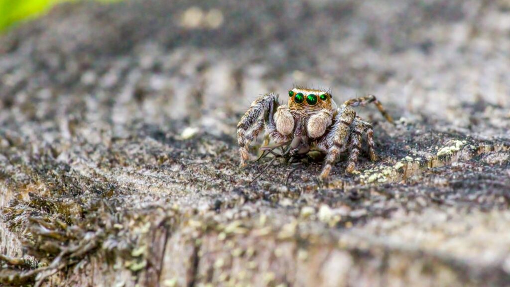 Jumping Spider on Tree Stump