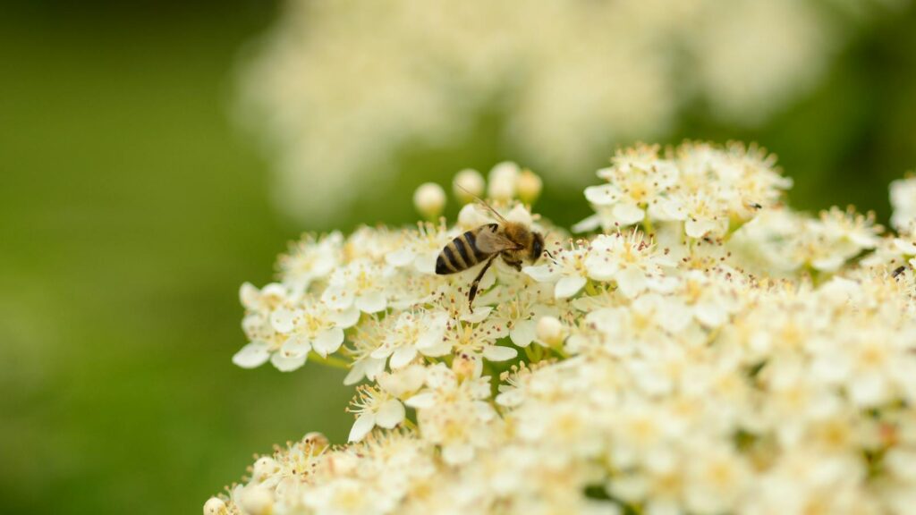 Honeybee collecting nectar from clusters of tiny white blossoms.
