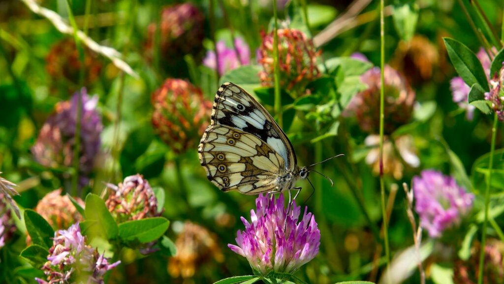 Marbled white butterfly perched on a purple clover flower in a wild meadow.
