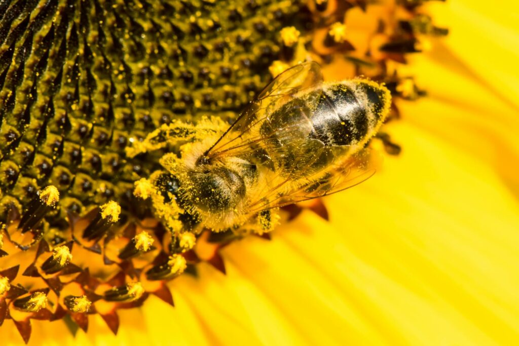 Honeybee covered in pollen on a bright sunflower.