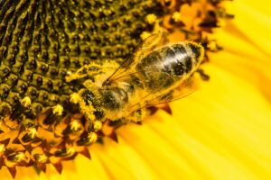 The Most Important Pollinators That Aren’t Bees – Insect Hive