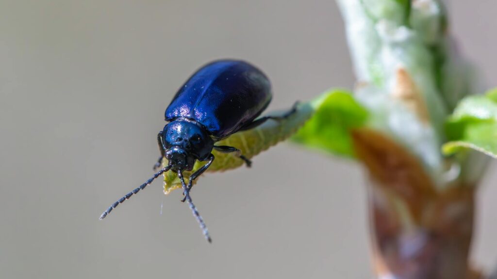 Shiny blue beetle perched on a young green leaf