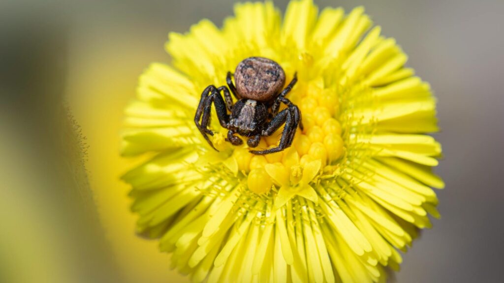 Small black spider perched on a bright yellow flower.