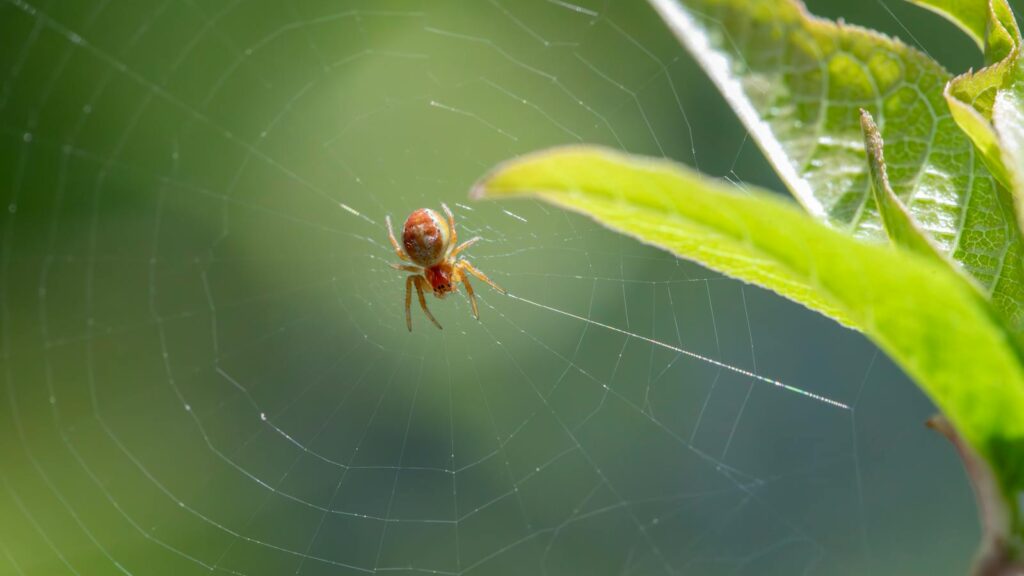 Tiny Spider on Fresh Web Beside Green Leaf