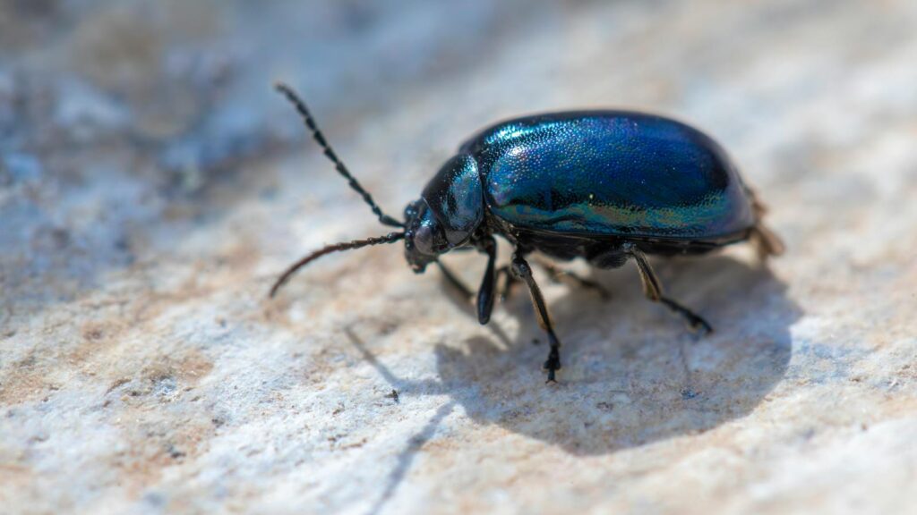 Shiny blue beetle on stone surface.