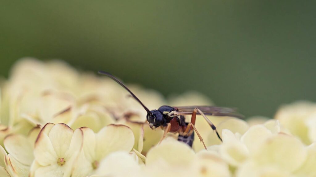 Close-up of a black wasp perched on pale yellow hydrangea flowers