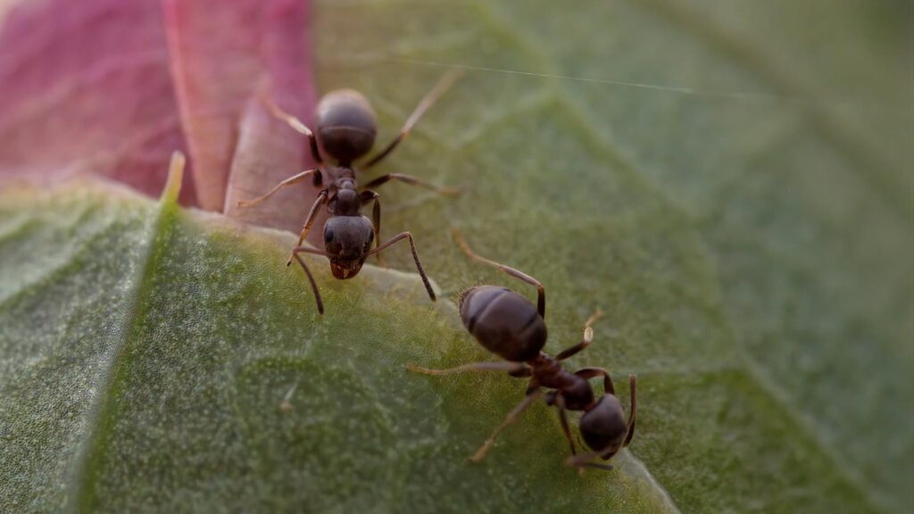 Two ants walking across a green and purple leaf