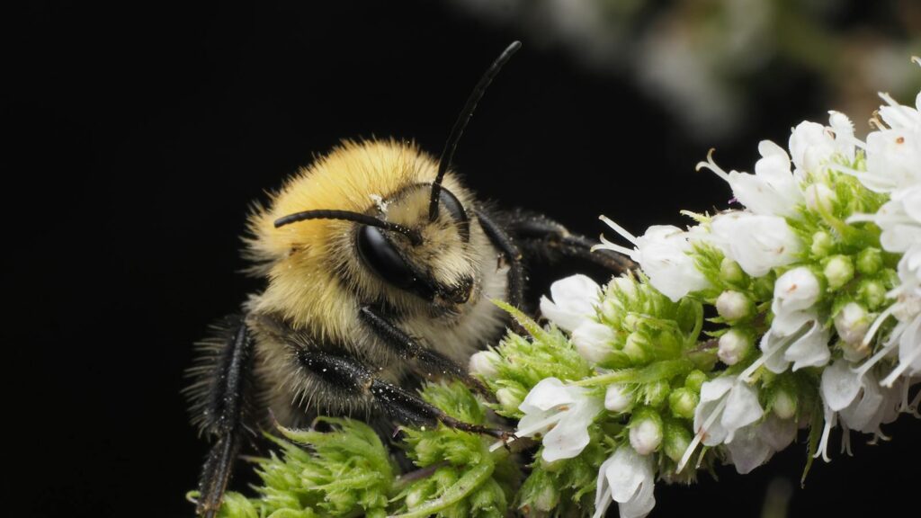 Close-Up of Bumblebee on White Wildflowers