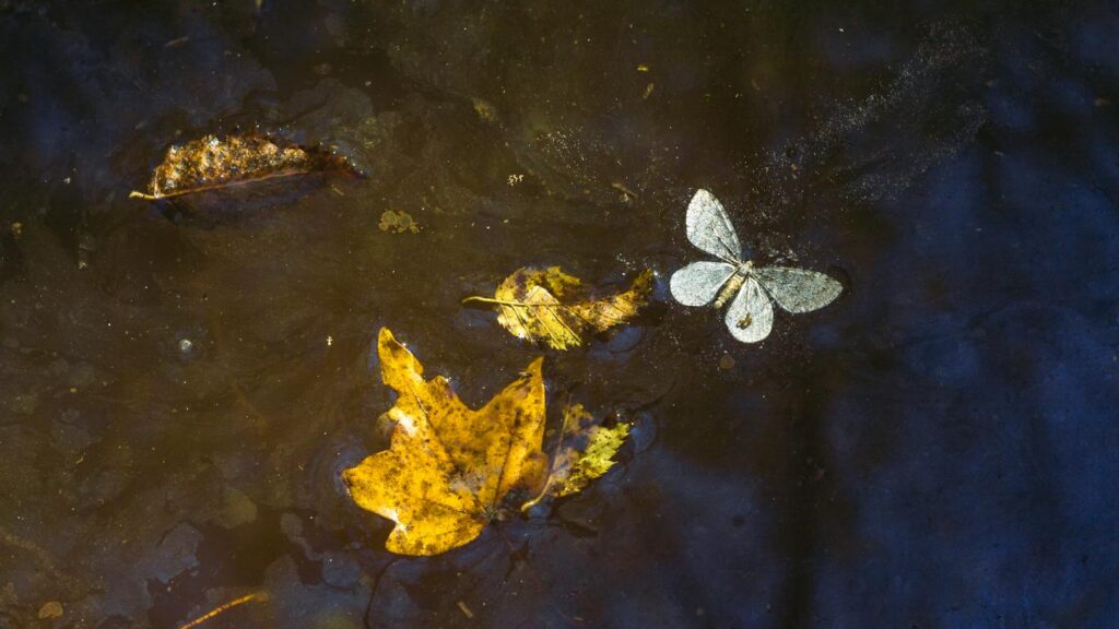 Water butterfly floating beside autumn leaves on a dark pond
