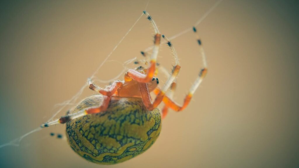 Colorful Spider Spinning Its Web