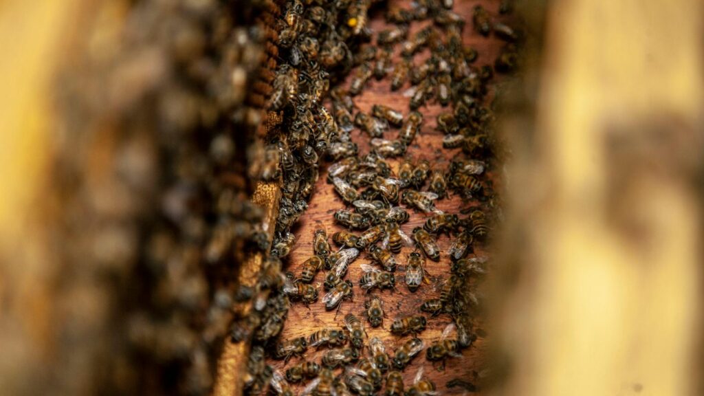 Cluster of honeybees working inside a hive