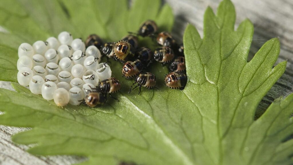 Ladybug larvae hatching on a leaf.