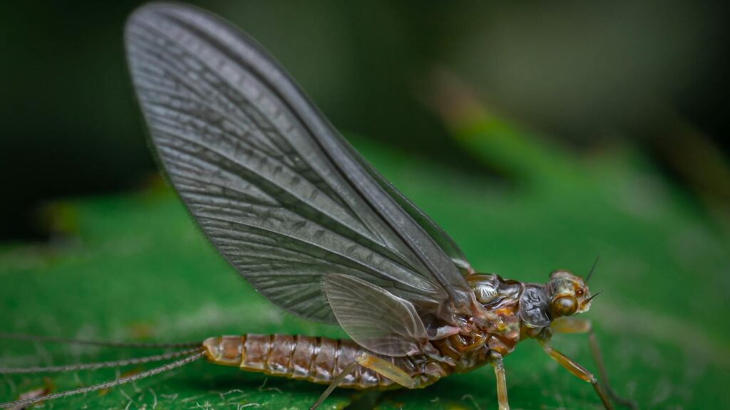 Close-up of a mayfly on a leaf