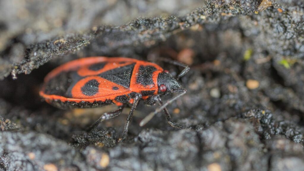 Firebug crawling on tree bark close-up