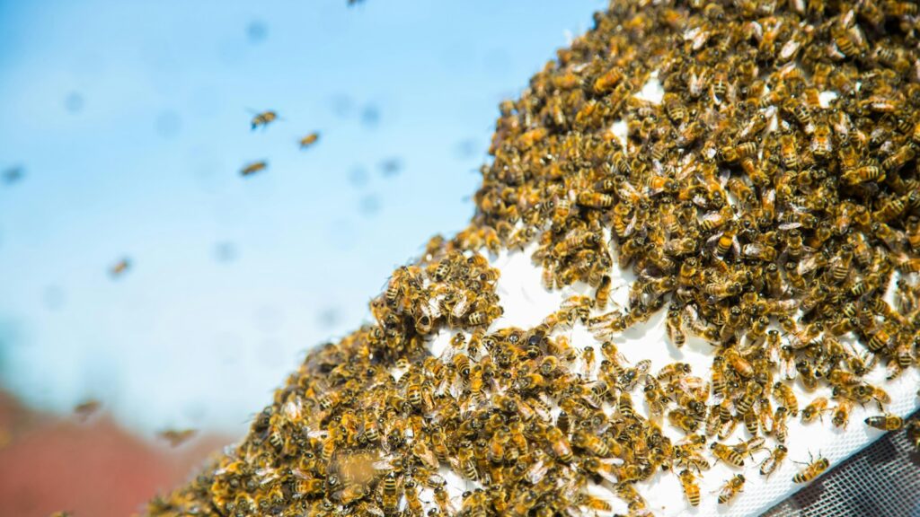 Hundreds of honeybees clustering on a white beekeeping suit