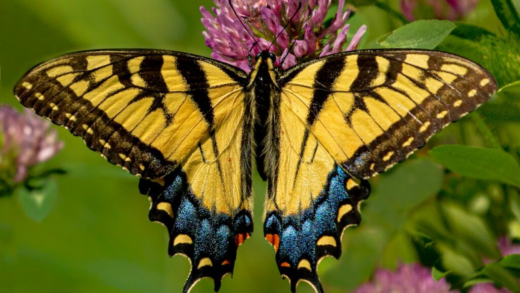 Eastern tiger swallowtail butterfly on purple flower