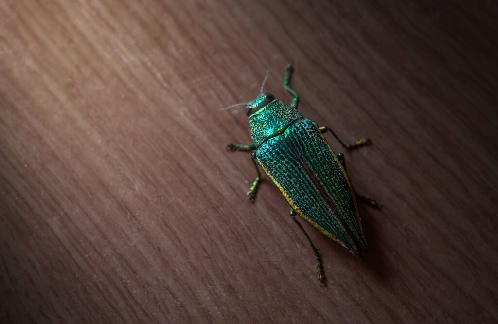 A green bug sitting on top of a wooden table