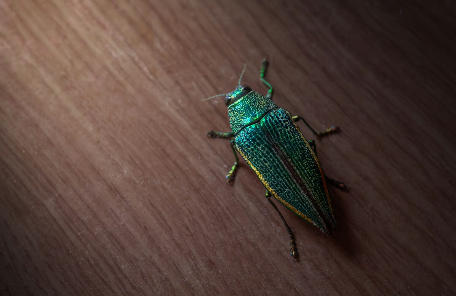 Why Some Bugs Are Iridescent — And What It Does for Them – Insect Hive