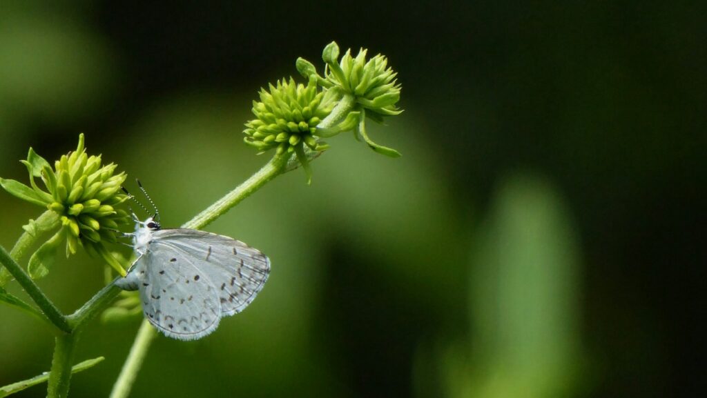 Tiny pale blue microlepidoptera perched on green flower buds.