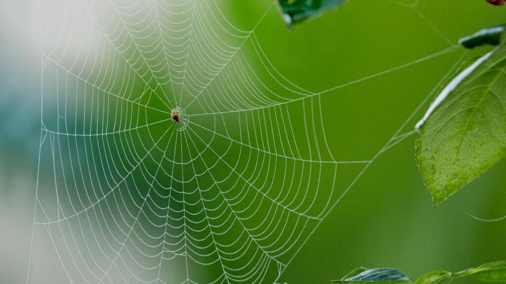 Tiny Spider in a Perfect Web