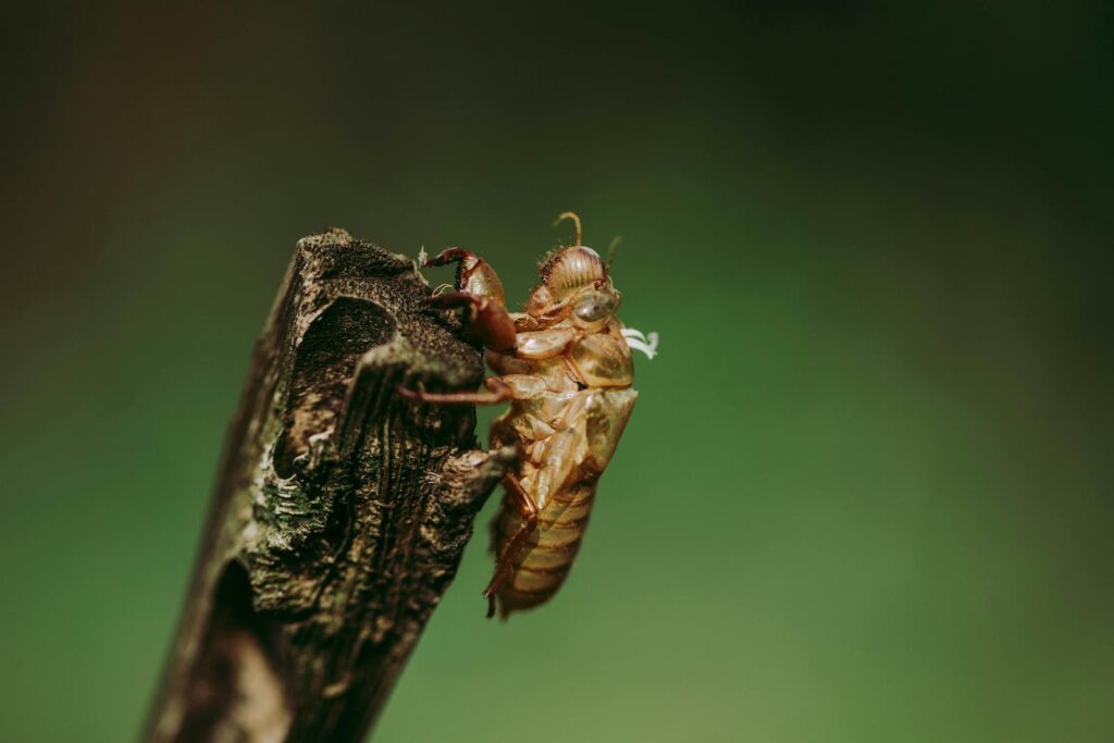 Macro shot of a cicada shell on a branch with a green background.