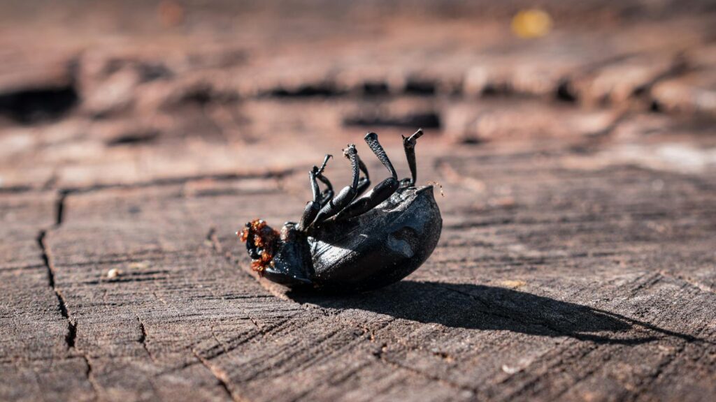 Struggling black beetle upside down on wooden surface