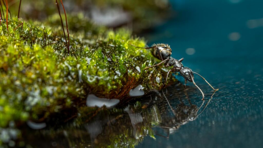 Macro view of an ant quenching its thirst on a dew-kissed, moss-covered forest floor.