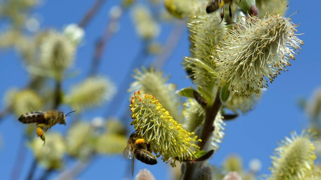 Bees Pollinating Willow Blossoms