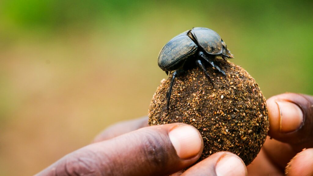 Dung beetle on dirt ball in hand