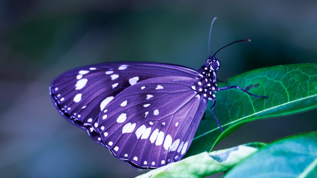 Deep purple butterfly with white spots resting on a green leaf