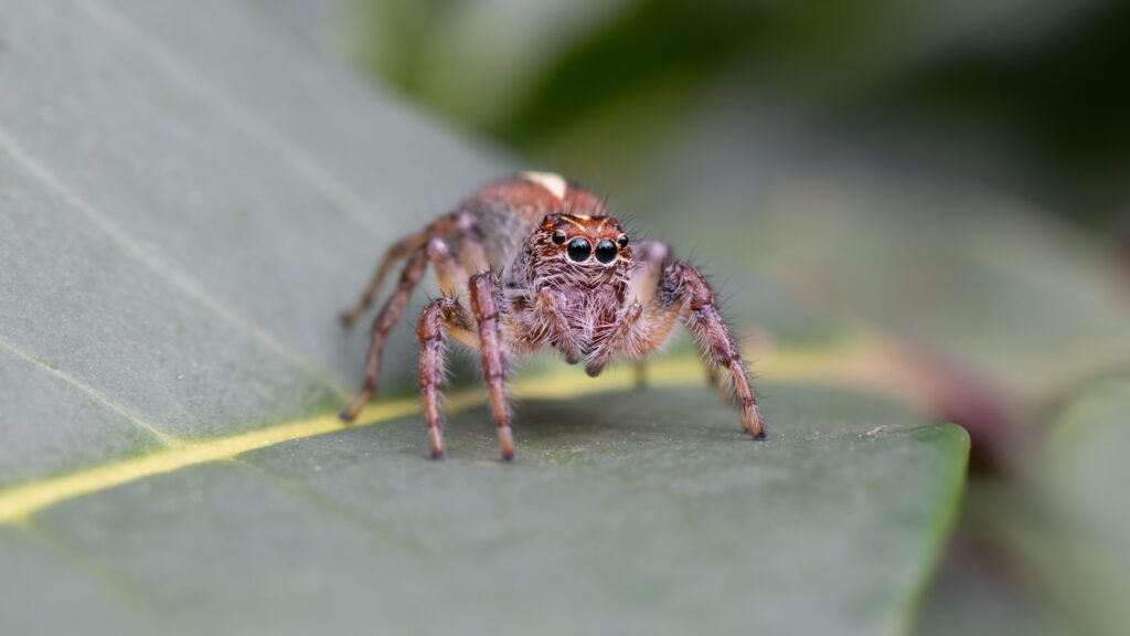 Jumping spider on a green leaf, facing forward.